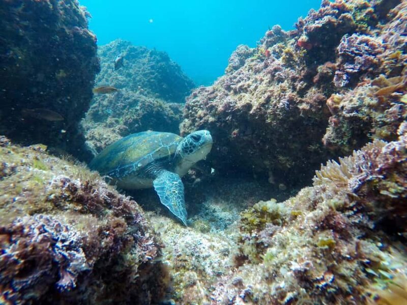Tweed Heads: Snorkel With the Turtles - FAQs