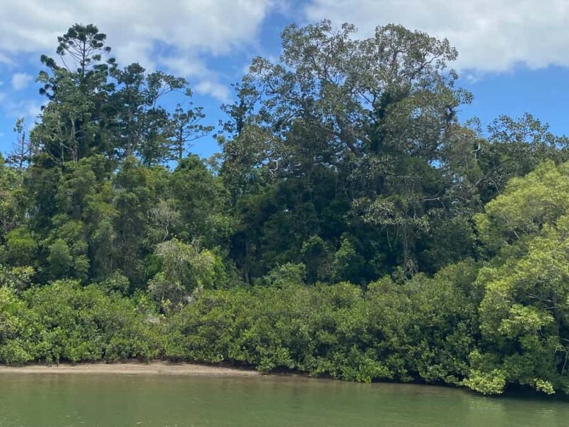 Tweed River Cruise: relax with a Morning Tea cruise - An Authentic Scenic Experience on the Tweed River
