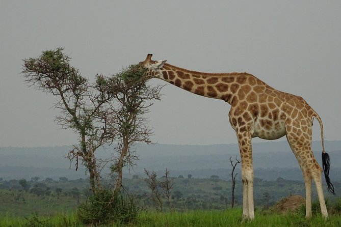 Twelve Days Amazing Tour in Uganda - Good To Know
