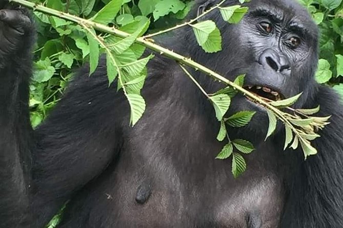 Twelve Days Amazing Tour in Uganda - Accommodation and Meals Included