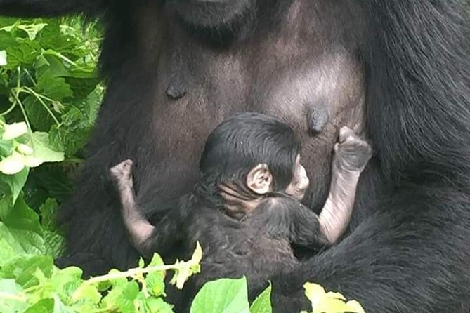 Twelve Days Amazing Tour in Uganda - Important Information for Travelers