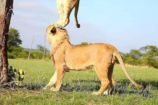 Twelve Days Amazing Tour in Uganda - Frequently Asked Questions