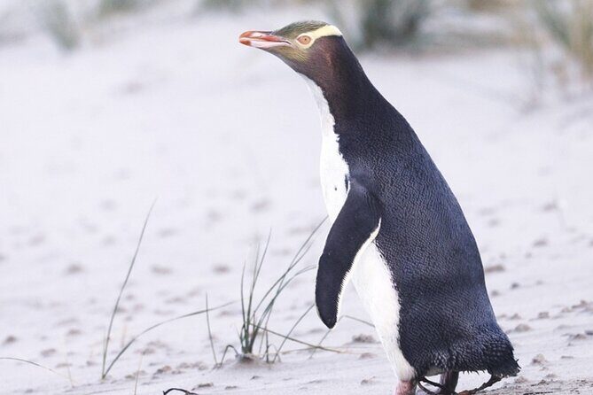 Twilight at the Opera - An In-Depth Look at the Twilight at the OPERA Tour