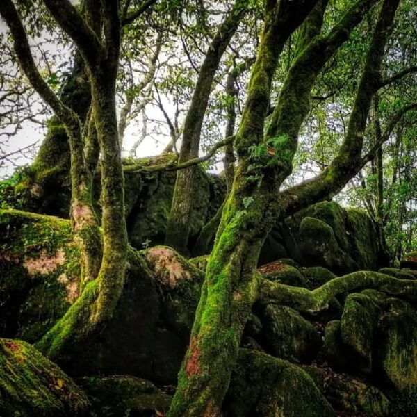 Twilight Hiking in Sintra With a Local Writer - Exploring Sintras Natural Beauty