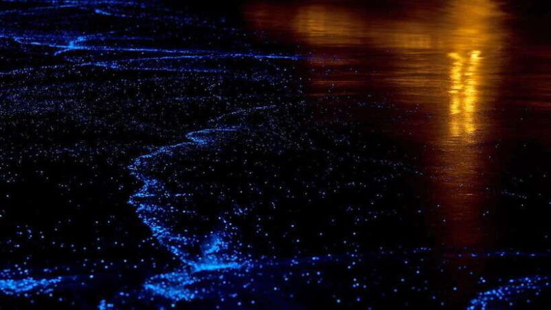 Twilight Sea Canoe to James Bond Island W/ Glowing Plankton - Good To Know