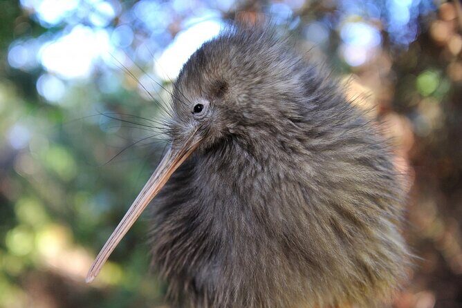 Twilight Wild Kiwi Bird Encounter Private Tour - A Close-Up Look at the Twilight Wild Kiwi Bird Encounter Private Tour