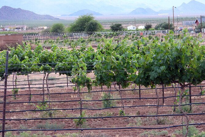 Twilight Wine and Stargazing Tour in Northern Arizona - The Sum Up