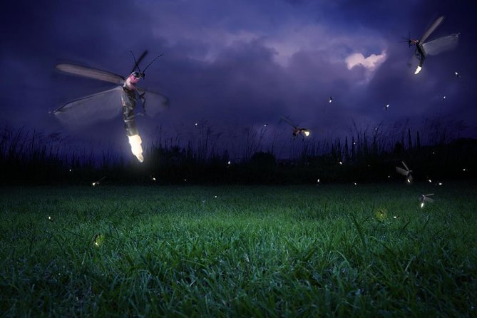 Twinkling Kuala Selangor Firefly Boat Tour From Kuala Lumpur - Good To Know