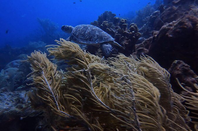 Two and a Half Hours Scuba Diving Experience in Curacao - Analyzing the Value