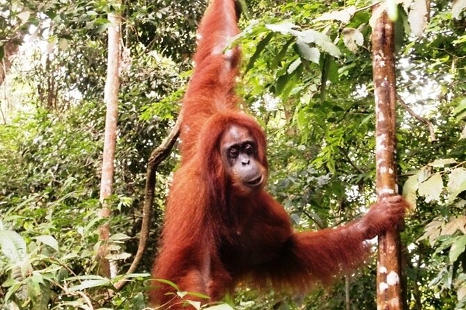 Two-Day Jungle Trekking For School, Private - Accommodation Details