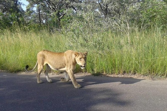 Two Day Kruger National Park Safari From Johannesburg - Pickup and Meeting Point Details