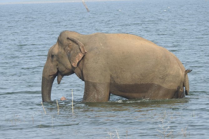 Two Day Udawalawa National Park Tour - The Sum Up