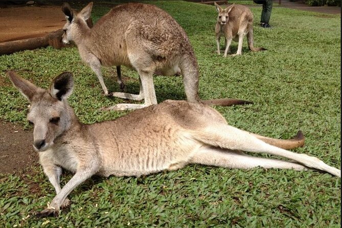 Two-Days Kuranda Rainforestation Green Island Great Barrier - Return Transfers and Itinerary