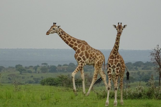 Two Days Lake Mburo Tour in Uganda - Pickup Information