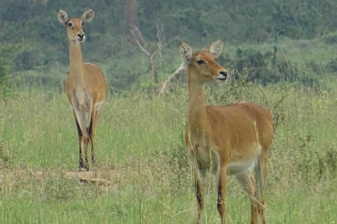 Two Days Lake Mburo Tour in Uganda - Price and Booking