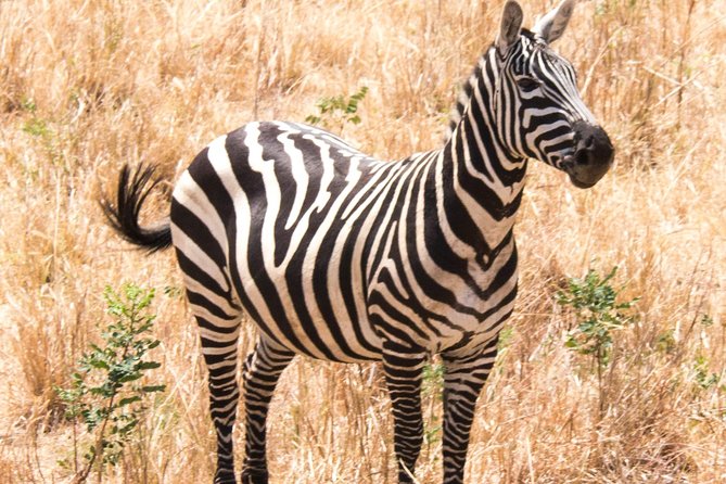 Two Days Lake Mburo Tour in Uganda - Weather Dependency