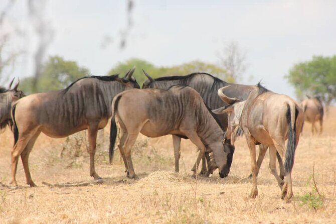 Two Days Safari by Train - Day Two: Cultural and Wildlife Fusion  