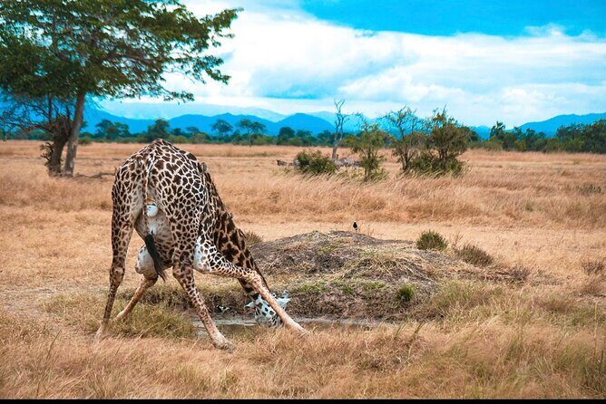 Two Days Safari by Train - Transportation and Logistics  