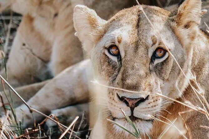 Two Days Safari by Train - Additional Insights from Reviews  