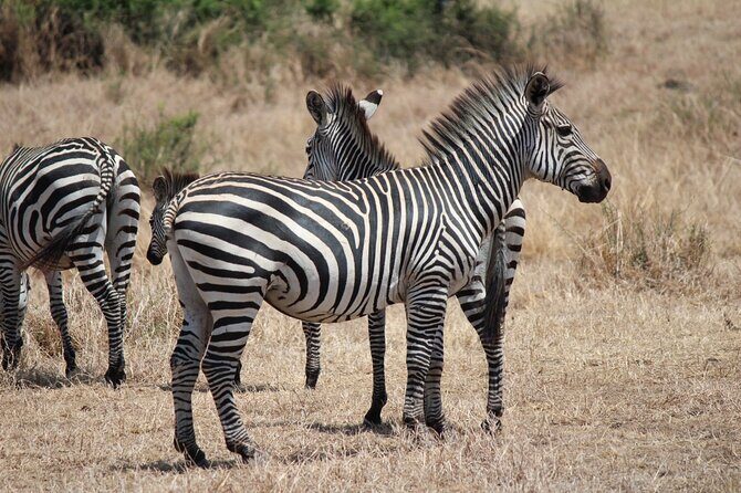 Two Days Safari by Train - Who Should Consider This Tour?  