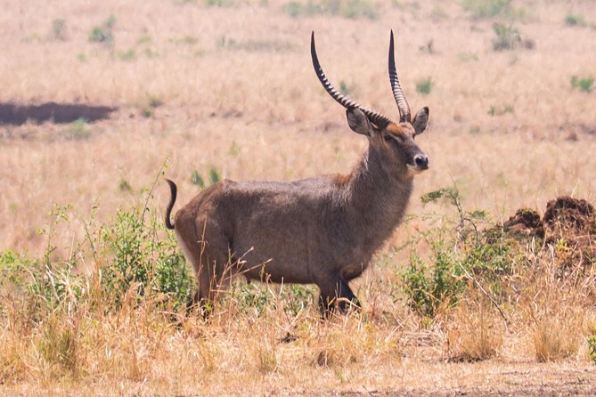 Two Days Sipi Falls and Pian Upe Nataional Game Reserve in Uganda - Traveler Requirements and Restrictions