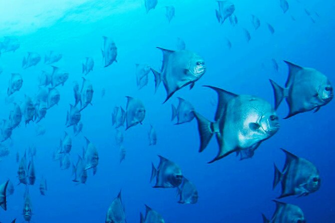 Two Dive Tour | Las Catalinas Islands - Location and Duration