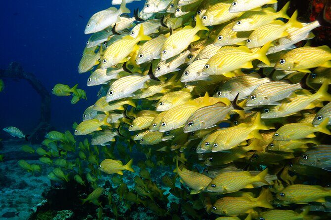 Two Dives and Class for Begginers Divers in Cancun - FAQ