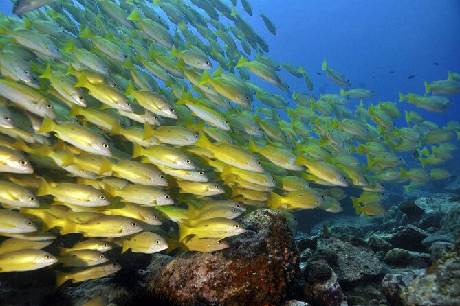 Two Dives in Fujairah for Certified Divers Including Transfers - Marine Club Facilities