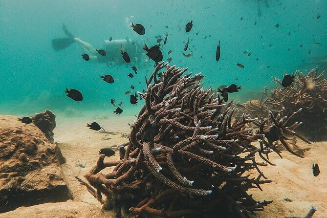 Two Fun Dives for Certified Divers in Koh Kood or Koh Rang - Good To Know  