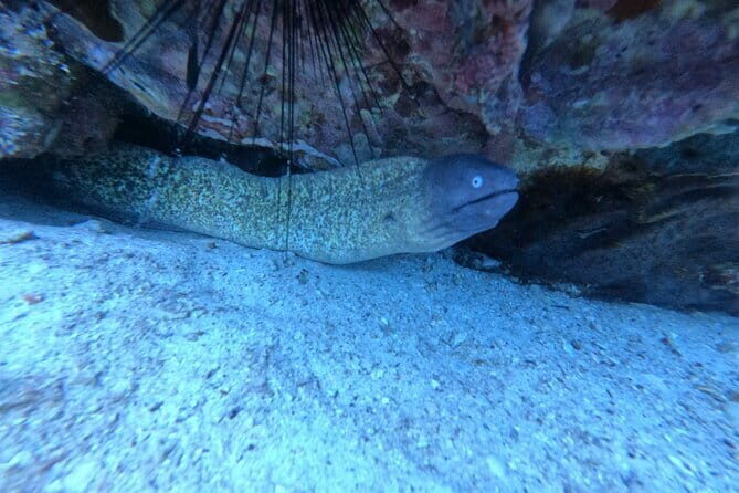 Two Fun Dives for Certified Divers in Koh Kood or Koh Rang - Practical Tips for Bookers