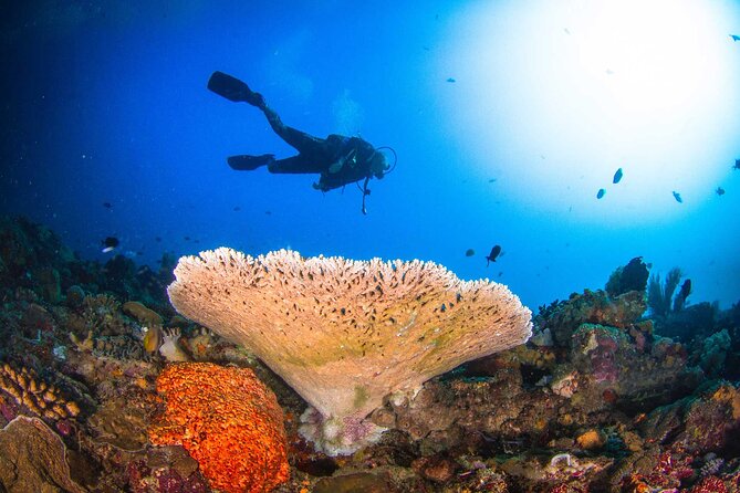 Two Fun Dives Morning Trip - Experience Details