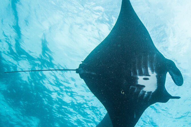 Two Fun Dives Morning Trip - Participant Requirements
