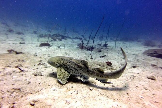 Two Fun Dives With Certified Divers on Phi Phi Island - Good To Know