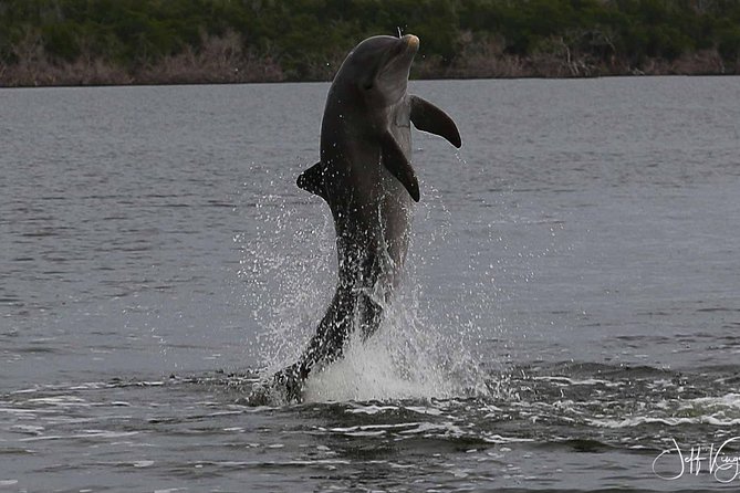 Two-Hour Everglades National Park Dolphin, Birding and Wildlife Boat Tour - Memorable Experiences