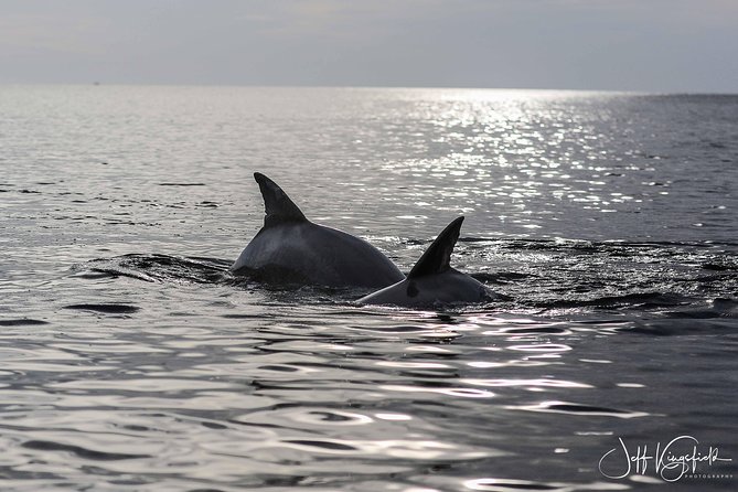Two-Hour Everglades National Park Dolphin, Birding and Wildlife Boat Tour - Dolphin and Wildlife Sightings