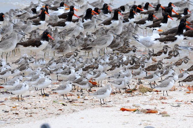Two-Hour Everglades National Park Dolphin, Birding and Wildlife Boat Tour - Excellent Guides