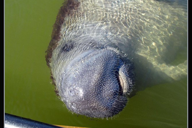 Two-Hour Everglades National Park Dolphin, Birding and Wildlife Boat Tour - Common Questions