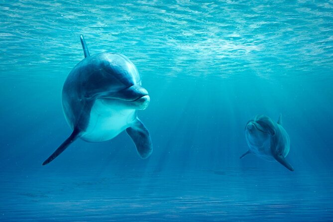 Two-Hour Red Sea Dive  - Hurghada - Pricing and Terms: What You Need to Know