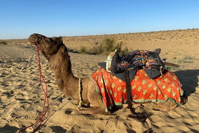 Two-Night Camel Safari and Desert Camping - Meeting and Pickup Information