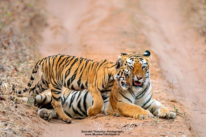 Two Night Tiger Safari Experience at Tadoba National Park &Transfers From Nagpur - Safari Itinerary Overview