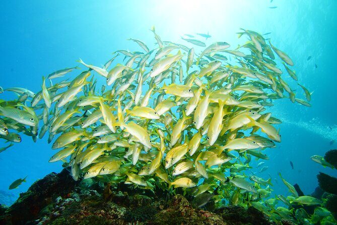 Two Reefs For Certified Divers in Cancun - Introduction to the Experience