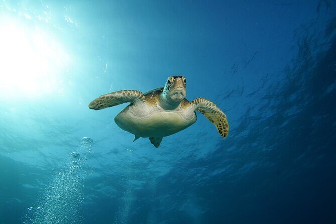 Two Reefs For Certified Divers in Cancun - The Sum Up