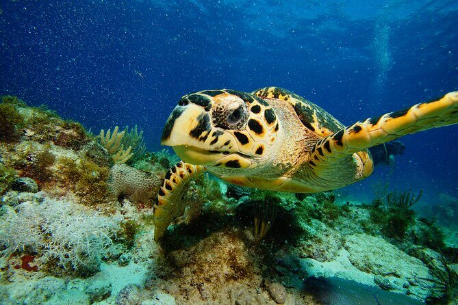 Two Reefs For Certified Divers in Cancun - FAQ