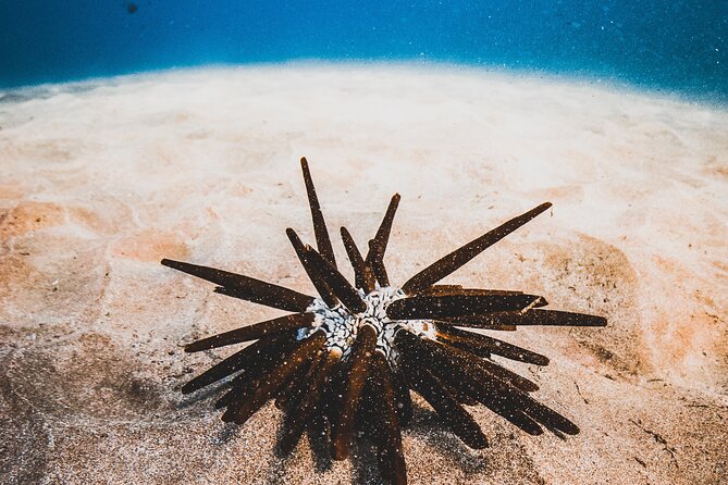 Two Stop Half-Day Snorkel Excursion in Maui - Viator Help Center and Product Code