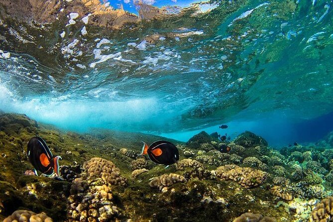 Two Stop Snorkel Adventure From Maui - Trip Details
