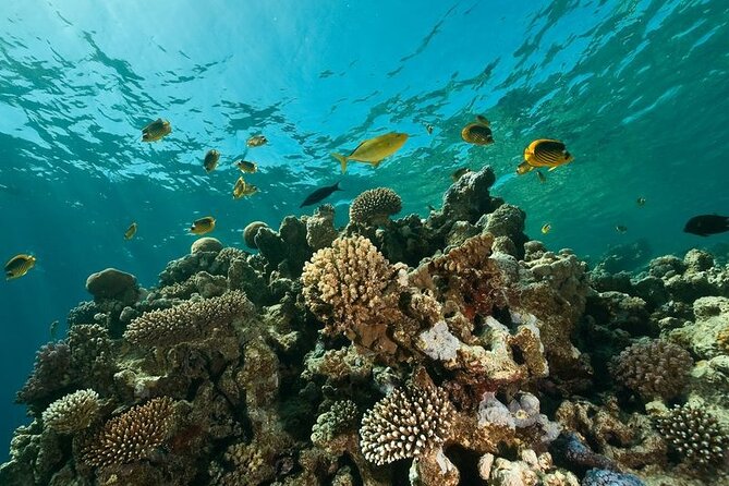Two Stops for Amateur Diving - Good To Know