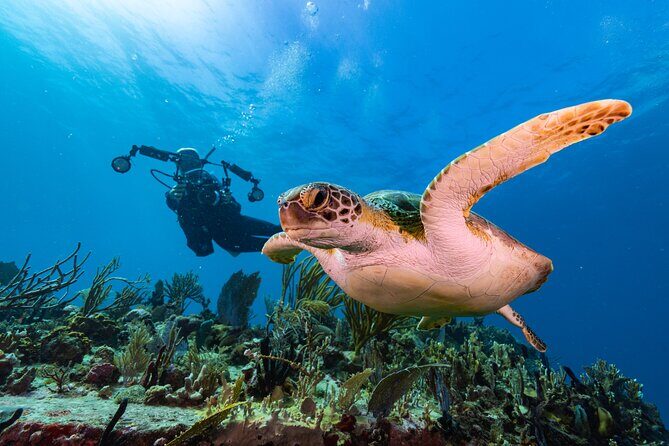 Two-Tank Morning Dive Trip for Certified Divers - Why Choose the Low Key Watersports 2-Tank Morning Dive?