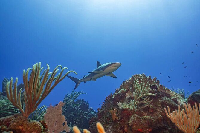 Two-Tank Morning Dive Trip for Certified Divers - FAQ