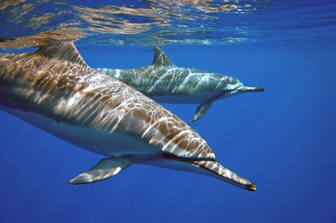 Two Tank Morning Scuba Dive - The Experience: What to Expect from the Two Tank Morning Scuba Dive