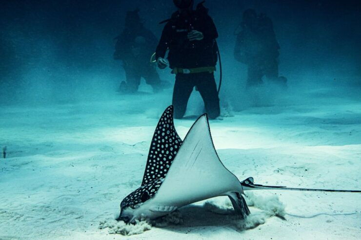 Two Tanks for Certified Divers, Full Gear Included - Dive Sites Overview